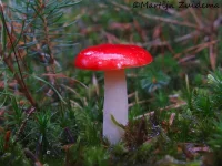 Appelrussula [Russula paludosa]